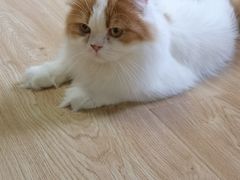 -猫和宫(六道口店)