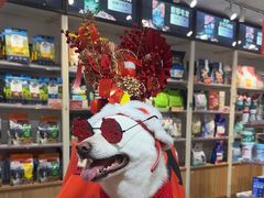 -宠物家(双井店)