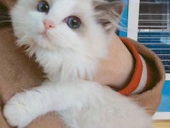 -Bastet sally猫舍购宠(静安店)