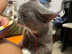 -博特宠物医院24h犬猫全科.骨科·异宠