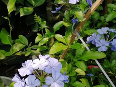 -金科花卉市场