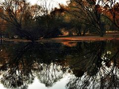 -上海共青森林公园