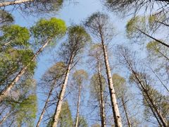 -黄海国家森林公园