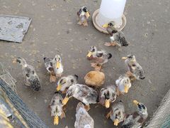 -前小桔亲子创意农场·草莓采摘·露营烧烤