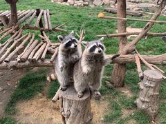 -石家庄市动物园