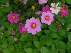 -天适樱花悠乐园