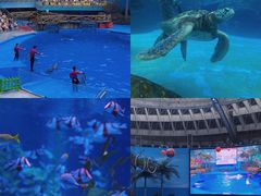 -海合安成都极地海洋公园
