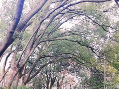 -上海佘山国家森林公园天马山园