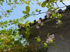 -王家大院