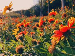 -大兴滨河森林公园