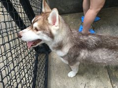 -TrueLove @ Neverland (Husky Cafe)