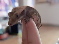 -酷以爬仙阁实体爬宠店·守宫·蜥蜴·专业繁育