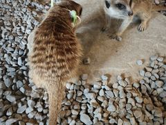 -J Create城市露营咖啡·简餐·宠物(上海动物园店)