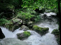 -天目山大树王景区
