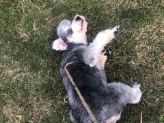 -佳雯宠物医院(金华南路分院)