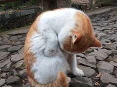 -雨花胜境