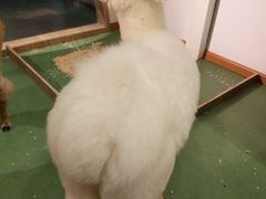 -藦茜花园宠物主题亲子互动体验馆(国顺东路店)