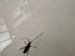 -三亚亚龙湾人间天堂鸟巢度假村