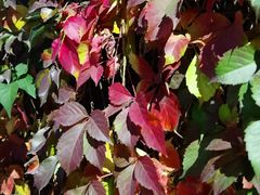 -路西仕·手作西点(气象台路店)