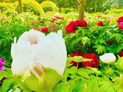 -莲花池公园