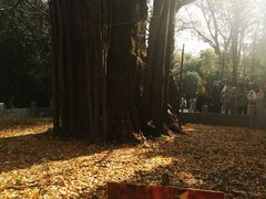 -西湖风景区十里琅珰-五云山