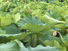 -梁鸿国家湿地公园