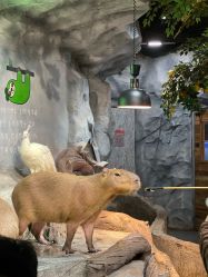 -Zoolung Zoolung动物主题公园(海信广场店)