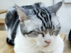 -李小姐の猫咖啡馆(五角场店)