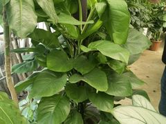 -金陵花卉交易市场