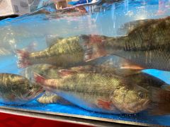 鲈鱼-盒马鲜生(双清路店)