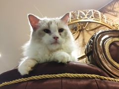 -more than meow吴止猫主题餐厅(承德 中船汇店)