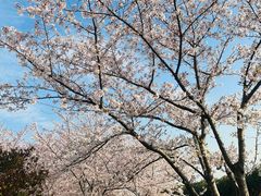 -高东镇樱花园