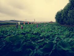 -北纬44度·金珠花海休闲农业旅游景区