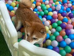 -汪说喵讲宠物乐园宠物酒店(红星美凯龙店)