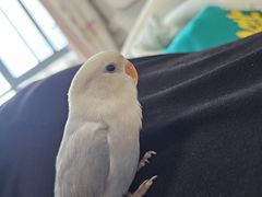 -吉丁鸟咖·异宠·寄养