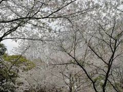 -武汉大学-樱园