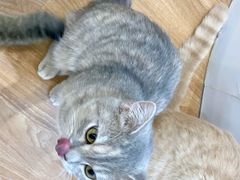 -COLOR PETS 撸猫馆·购猫·猫咖(长风大悦城店)