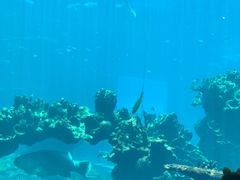 -海棠湾洲际-涛·海底餐厅·美人鱼·自助餐·海底隧道