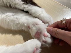 -more than meow吴止猫主题餐厅(承德 中船汇店)