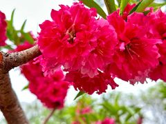-海棠花溪(元大都城垣遗址公园)