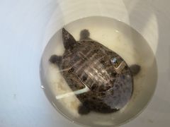 -元银甲·湖北地标美食(汉阳店)