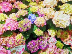 -上海鲜花港