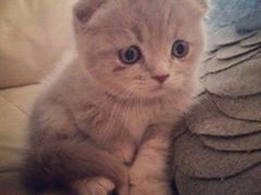 -欣宠猫屋·矮脚拿破仑·蓝金金渐层