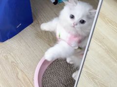 -欣宠猫屋·矮脚拿破仑·蓝金金渐层