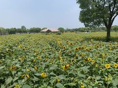 -上海杨姆庄园