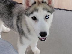 -Husky Go! 哈士奇体验馆·宠物咖啡厅狗咖