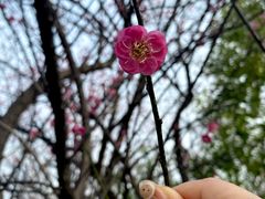 -八大山人梅湖景区