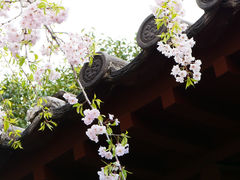 -西安青龙寺遗址景区