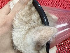 -喜多萌中农锦绣动物医院24H·猫科·牙科MRI·CT