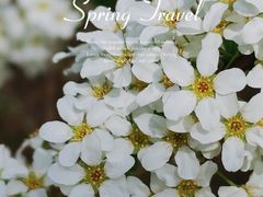 -北京国际鲜花港